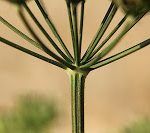 El evangelio y la tensegridad