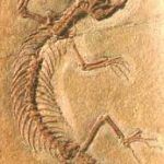 evolución charla jas