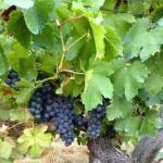 materia-reino-de-Dios-12