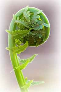 La restauración y su despliegue