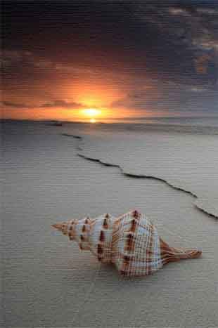 La luz y la verdad en el ecosistema