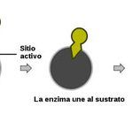 las-llaves-del-sacerdocio-1