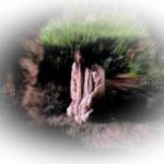 los-toros-de-basan-4