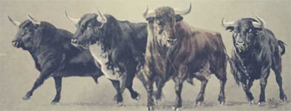 Los toros de Basán