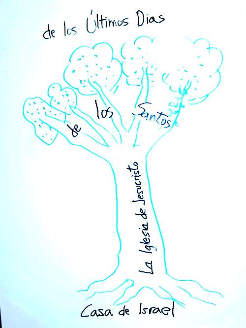 El olivo cultivado de Israel