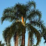 Image of the palm Syagrus romanzoffiana in the Lami beach, southern Brazil