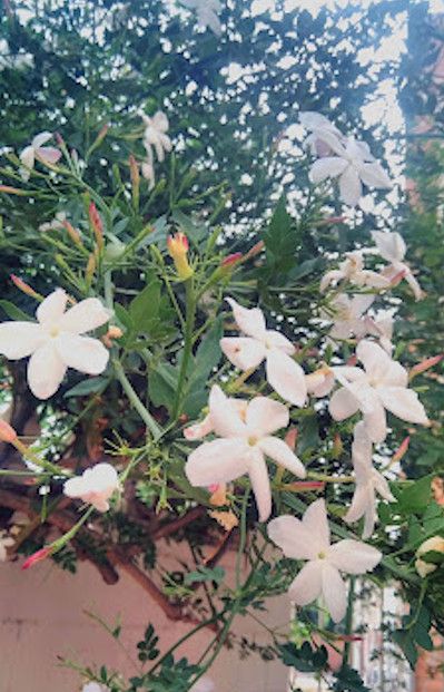 La reverencia en los jaznines