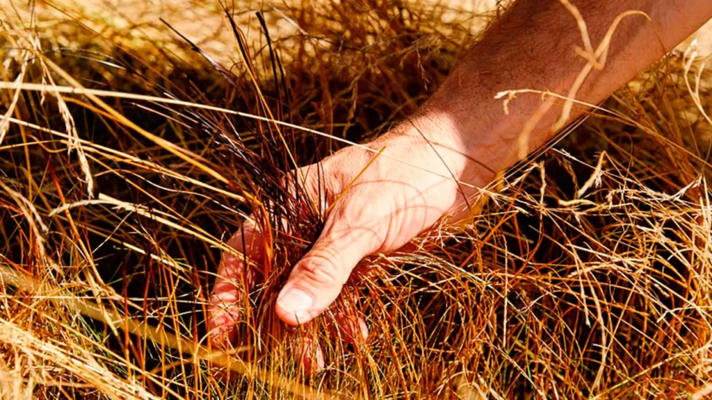 las enseñanzas de Moroni
