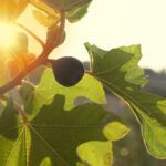 Fig growing on tree in the sunset